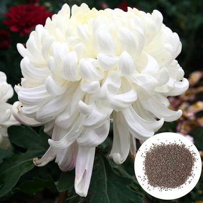 CYBEXIS LX-47 - Chrysanthemum Natural Non-GMO White Perennial Pretty - (90 Seeds) Seed(90 per packet)