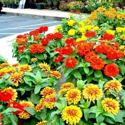 CYBEXIS Set of 14 Attractive Zinnia Flower Seeds Seed(10 g)