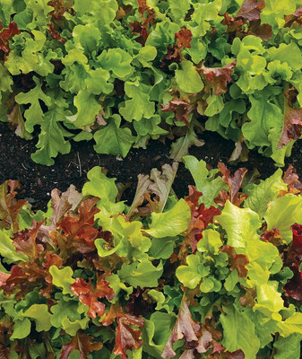 Qualtivate RES-3A Looseleaf Blend Lettuce Seeds Seed(300 per packet)
