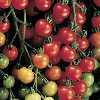 CYBEXIS Heirloom Seeds of Vegetable Tomato Supersweet2000 Seeds Seed(2000 per packet)