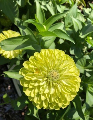 CYBEXIS NBIR-76 - Envy Lime Zinnia Yellow Green Flower - (90 Seeds) Seed(90 per packet)