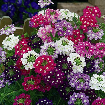 Lorvox Hybrid Verbena Seed(28 per packet)