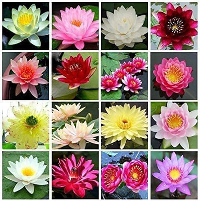 CYBEXIS VXI-87 - White Pink Dwarf Aquatic Water Lily - (270 Seeds) Seed(270 per packet)