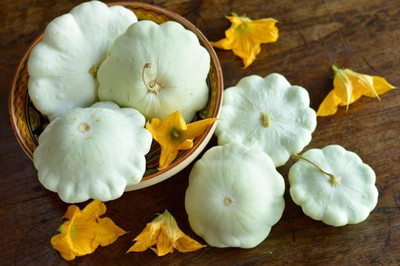 Qualtivate XXX-4A Summer Squash Seeds Seed(30 per packet)