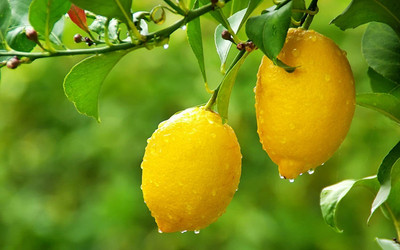 Aywal Citrus Limon (Lemon) Seed(8 per packet)