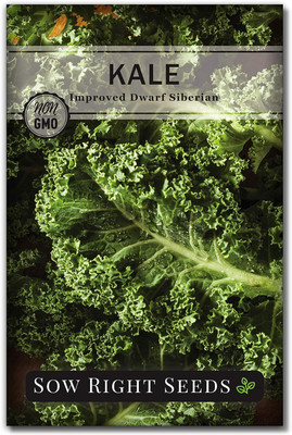 WILLVINE HUA -I Dwarf Siberian Improved Kale Seed [25g] Seed(7500 per packet)