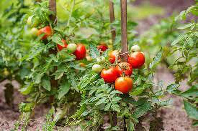 XOLDAA kashmiri hybrid tomato seeds Seed(95 per packet)
