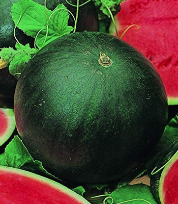 CYBEXIS NDIR-85 - Watermelon Black Beauty Rare Giant Fruit - (1350 Seeds) Seed(1350 per packet)