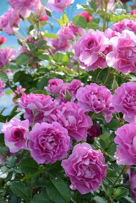 CRGO ROSE , GULAAB Seed(100 per packet)