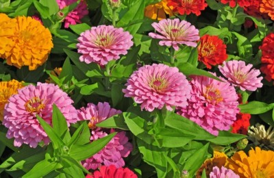 Quentova Zinnia Double Mix Seeds-XLR-8X Seed(75 per packet)