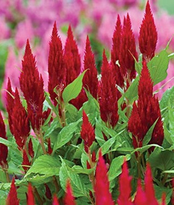 Aywal Celosia Plumose Glorious Mix Seed(80 per packet)