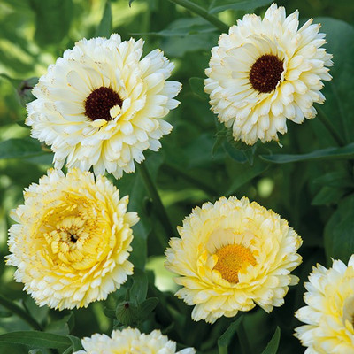 M-Tech Gardens Calendula Flower Seed(30 per packet)