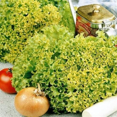 KNESSiN Lettuce LOLLO BIONDA Seed(1250 per packet)