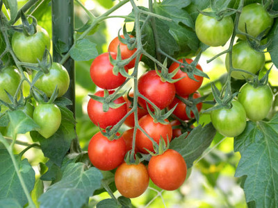 BISWAS tomato Seed(130 per packet)