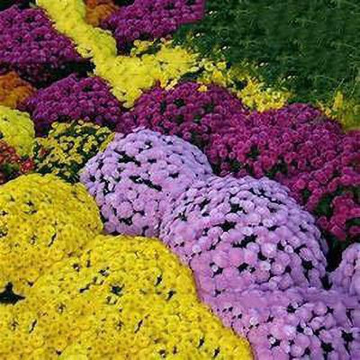 CYBEXIS (Chrysanthemum) Multi Color Flower Seeds Seed(1 g)