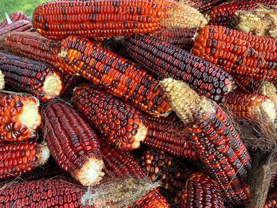 VibeX PUAS-43 - Red Corn - (2250 Seeds) Seed(2250 per packet)