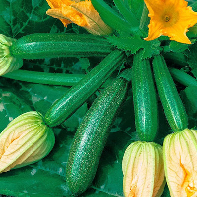 CYBEXIS Premium Zucchini Squash Seeds for Yard Green100 Seeds Seed(100 per packet)
