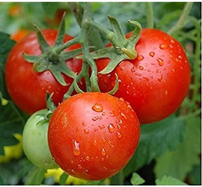 WILLVINE Tomato Seeds for All Seasons [25g, 7500 Seeds] Seed(7500 per packet)