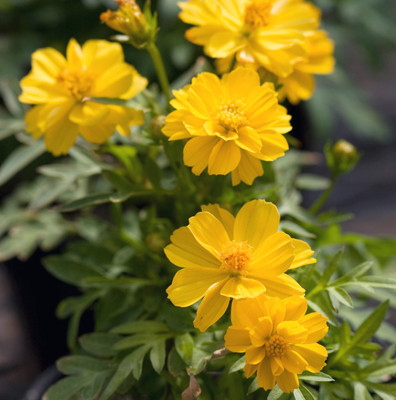 ZIXA Cosmic Yellow cosmos Seed(80 per packet)