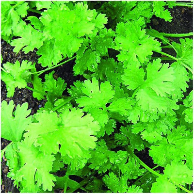 VibeX VVI-72 - Calypso Cilantro - (750 Seeds) Seed(750 per packet)