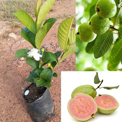 MAA Guava Seed(170 per packet)
