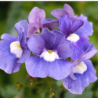XOLDA Exotic petunia Seed(15 per packet)