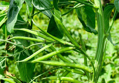 Flipkart SmartBuy Cluster Beans Seed(40 per packet)