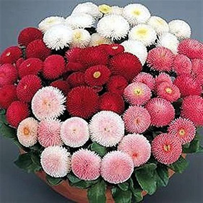 CYBEXIS ENGLISH DAISY F1 HYBRID SEEDS Seed(1 g)