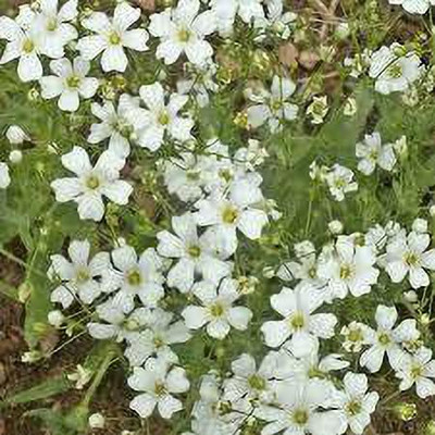 ACCELCROP Green Gypsophila Seed(70 per packet)