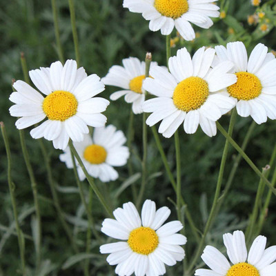 CYBEXIS NDIR-85 - White chrysanthemum - (270 Seeds) Seed(270 per packet)