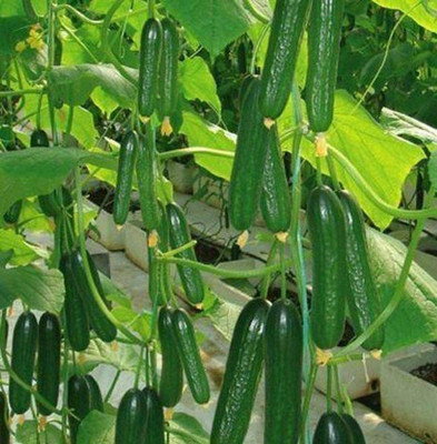 CYBEXIS Mini Cucumber Seeds Crisp and Refreshing Juicy2000 Seeds Seed(2000 per packet)