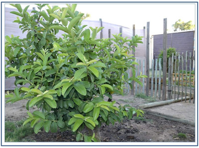 WILLVINE Giant Indian Guava Seeds-[100 Seeds] Seed(100 per packet)