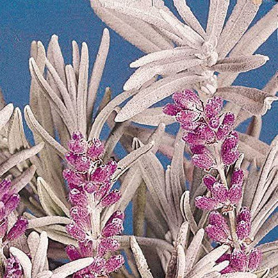 CYBEXIS NBIR-8 - English Lavender - (750 Seeds) Seed(750 per packet)