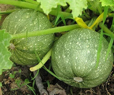 Qualtivate AXL-1AT Round Zucchini Summer Squash Seeds Seed(30 per packet)