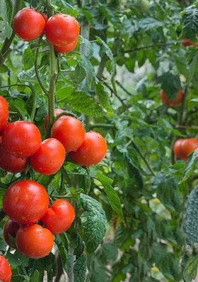 prev tomato Seed(90 per packet)