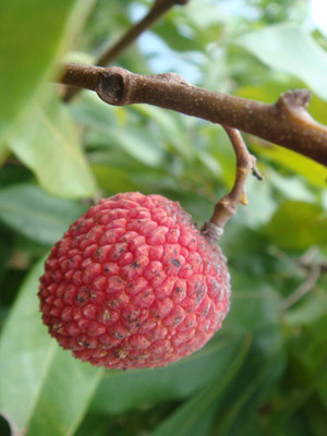 Aywal Sweet Lychee Fruit Seed(7 per packet)