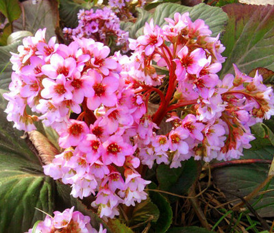 Pbevergreen bergenia flower beautiful flower hybrid seeds 1-packet Seed(60 per packet)