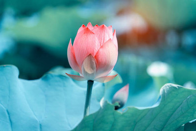 WINR lotus,kamal gatta Seed(15 per packet)