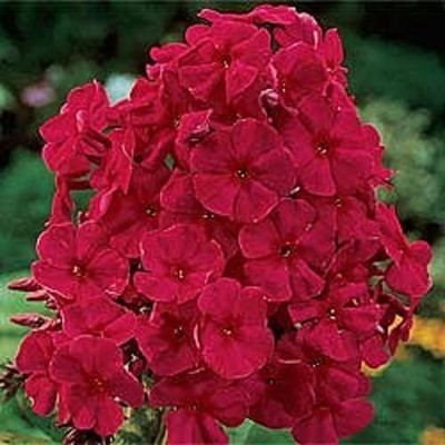 Lorvox PHLOX FLOWER F1 HYBRID Seed(24 per packet)