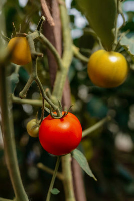 YUGANTAR tomato Seed(110 per packet)