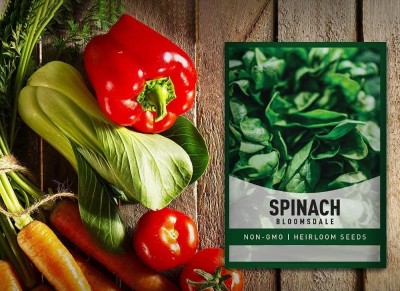 Qualtivate ICRA-8A Bloomsdale Spinach Seeds Seed(300 per packet)