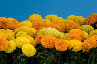 VibeX ® XLR-368 Marigolds Cool Mix Seed(500 per packet)