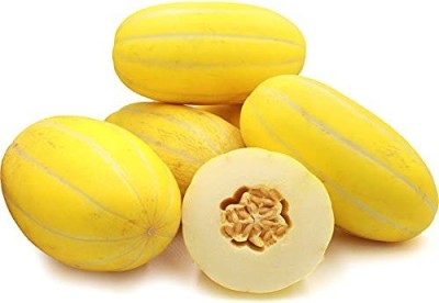 VibeX NBIR-8 - Yellow MelonCantaloupe Muskmelon Kharbuja - (450 Seeds) Seed(450 per packet)