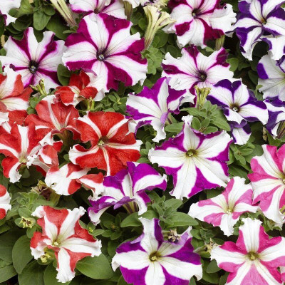 Lorvox Petunia Flower Seed(20 per packet)