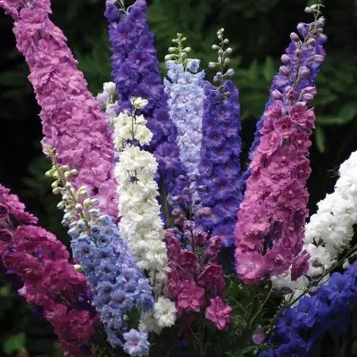 MAA Delphinium Seed(101 per packet)