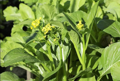 WILLVINE AMR -V Yu Choy Sum Chinese Cabbage [10g] Seed(3000 per packet)