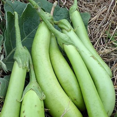 Qualtivate HUA-8A Long Green Brinjal Seeds Seed(300 per packet)