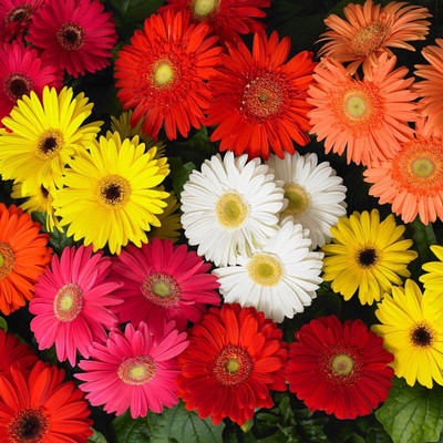 Khushi Prova Gerbera Mixed Seed(105 per packet)