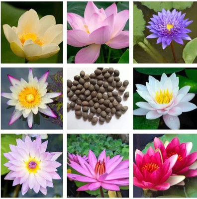 LBS FARMING Lotus flower seeds. Water lily seeds pack of 30 Seed(30 per packet)
