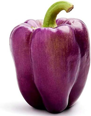 KNESSiN Bell Pepper Purple Capsicum-[600mg] Seed(100 per packet)